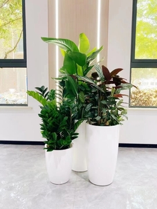 了解鄞州植物租摆方案，为空间增添生机与活力！